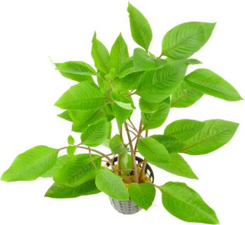 Hygrophila corymbosa