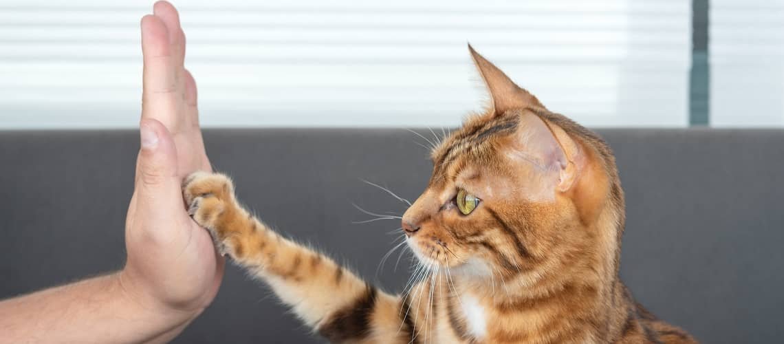 Ako naučiť mačku poslúchať