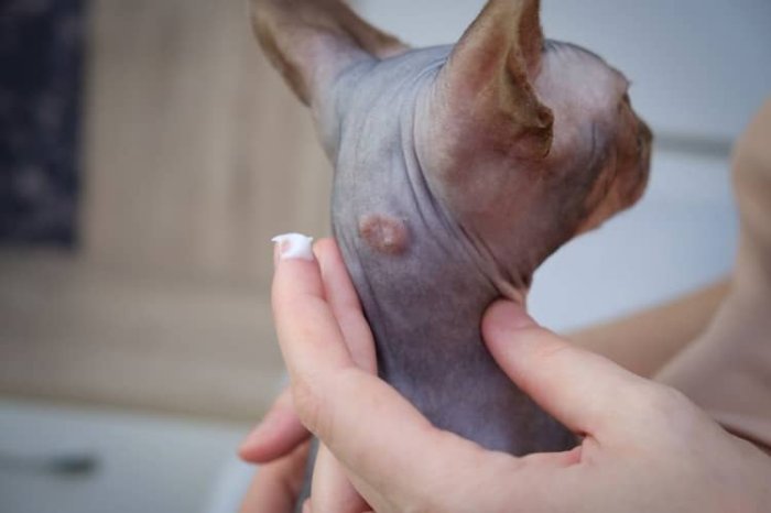 Sphynx alergická reakcia na mačacie parazity