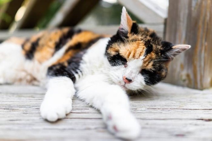 Najčastejšie choroby mačiek – prejavy