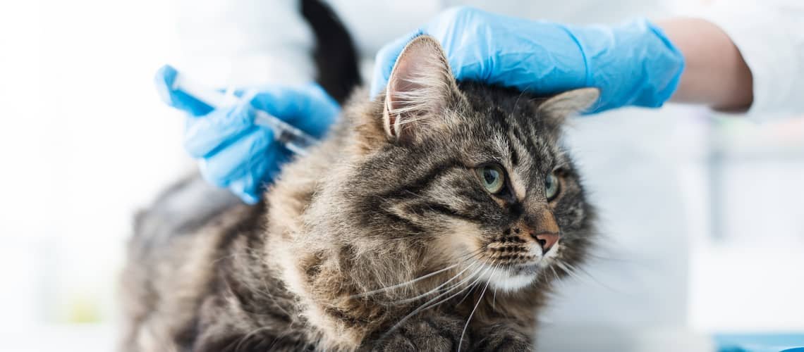 Očkovanie mačky