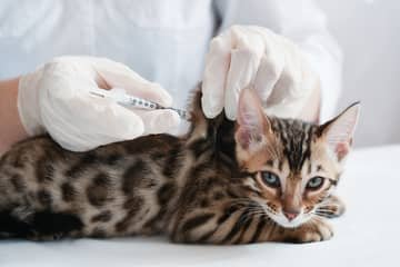Očkovanie mačky