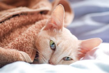Chorá mačka – príznaky