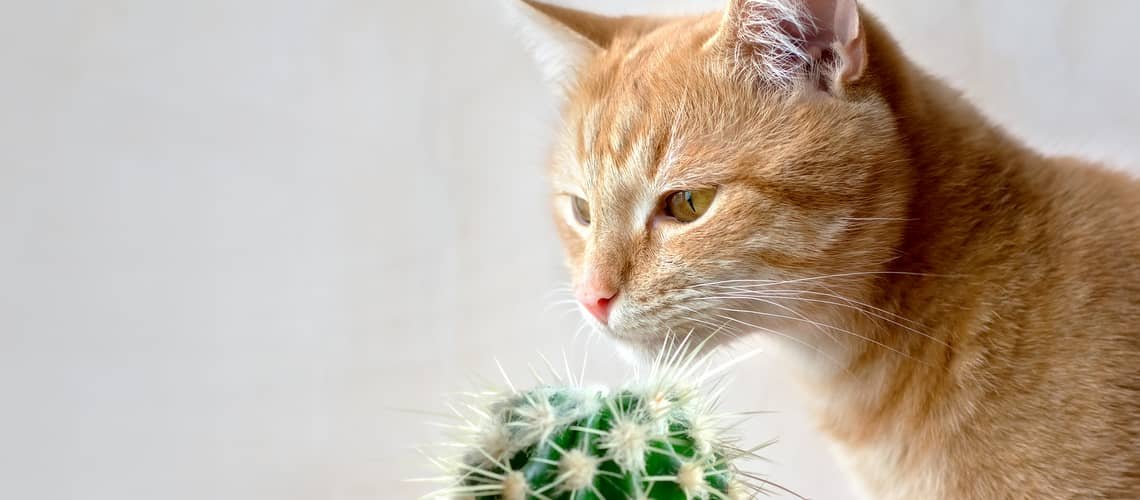 Jedovaté rastliny pre mačky