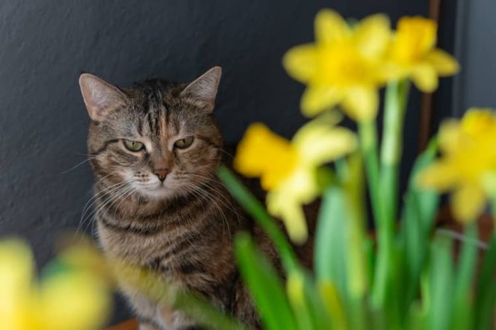 Jedovaté rastliny pre mačky – narcis