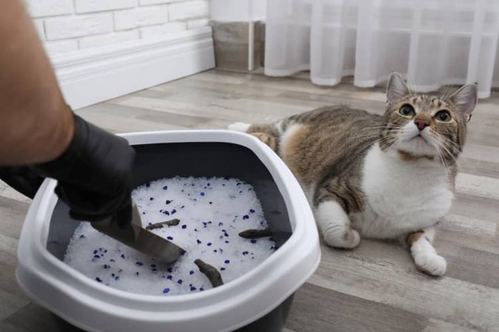 Kedy a ako čistiť mačací záchod?