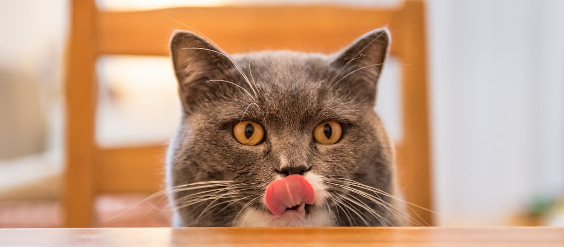 Čo môže jesť mačka?