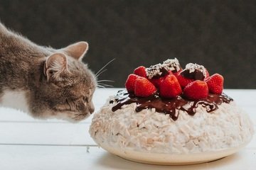 Čo nemôže jesť mačka?