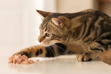 Koľko vydrží mačka bez jedla?