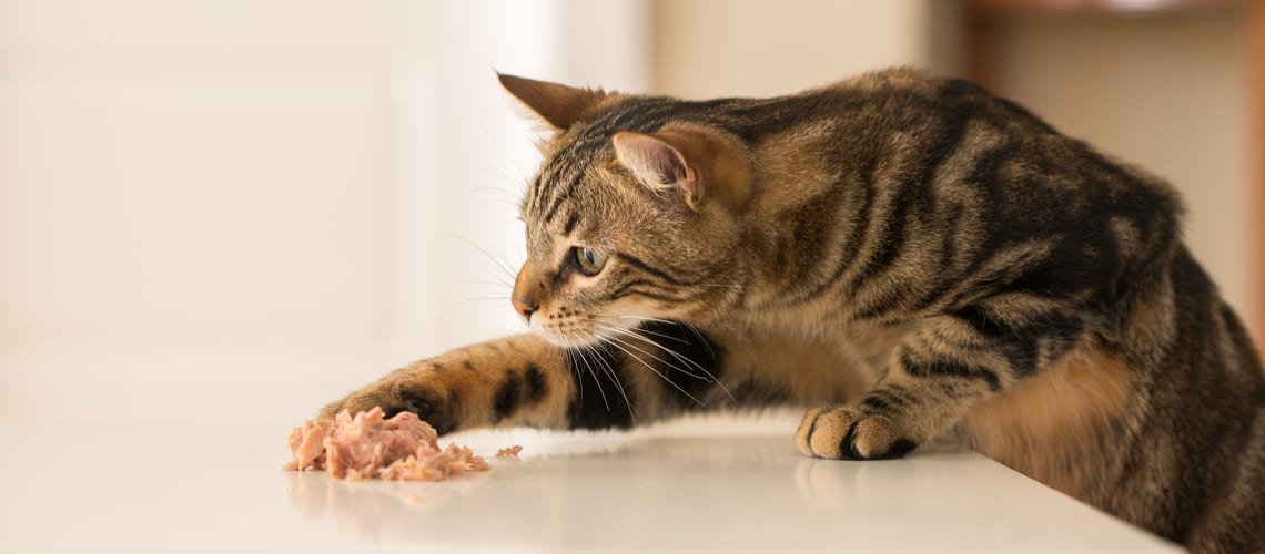 Koľko vydrží mačka bez jedla?