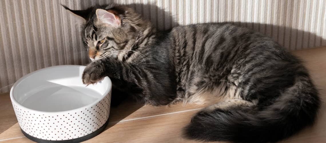 Koľko vydrží mačka bez vody?