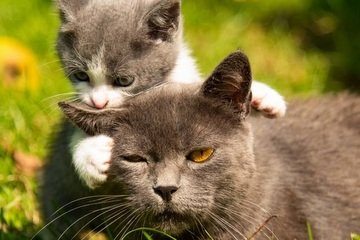 Koľko mláďat rodí mačka domáca?