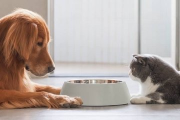 Môže mačka jesť krmivo pre psov?