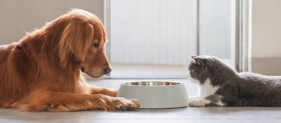 Môže mačka jesť krmivo pre psov?