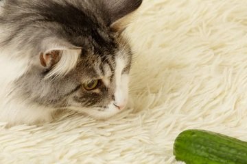 Prečo sa mačka bojí uhorky?