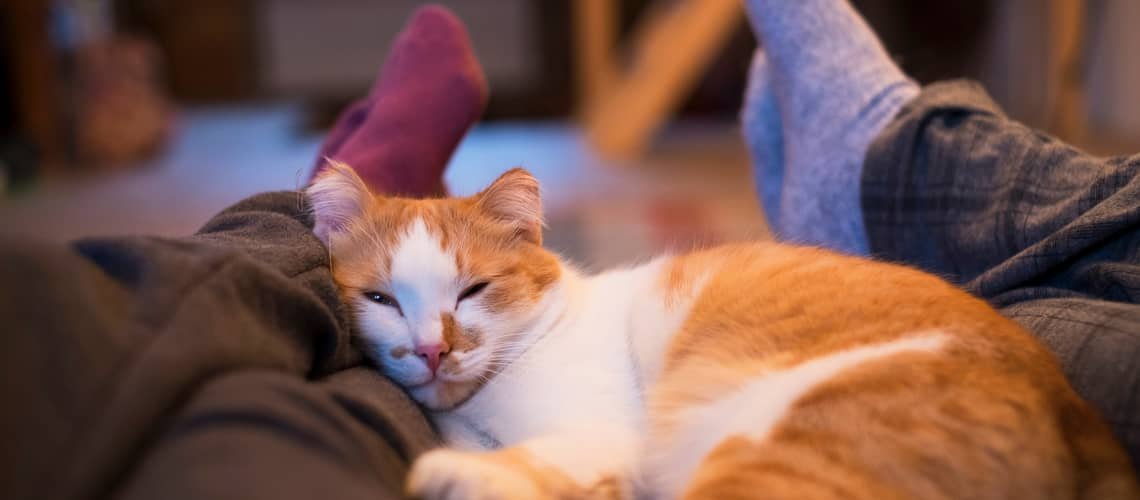 Prečo spí mačka pri nohách?