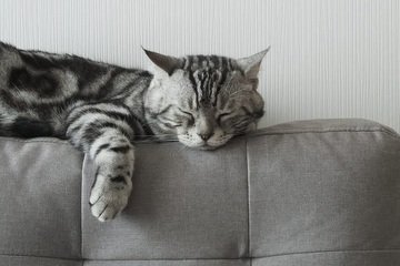 Koľko hodín denne mačka spí?