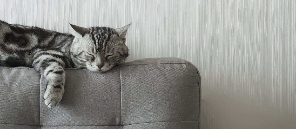 Koľko hodín denne mačka spí?