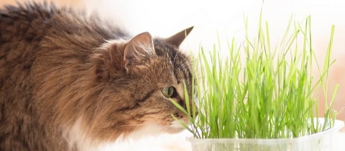 Mačacia tráva