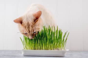 Mačacia tráva (šachor, tráva pre mačky) – pestovanie Cyperus Zumuly