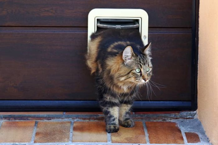 Plastové dvere pre mačky