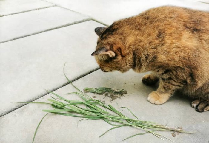 Zvracanie trávy u mačky