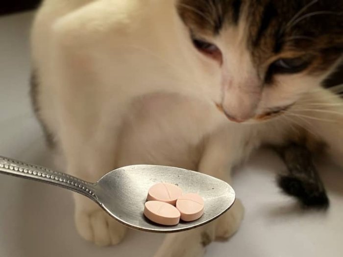 Tablety na odčervenie pre mačku
