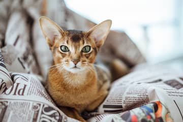 Abesínska mačka – povaha, vzhľad, starostlivosť, zdravie