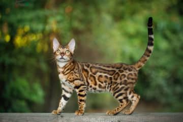 Bengálska mačka