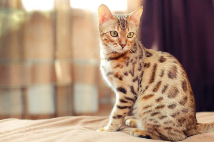 Bengálska mačka vzhľad