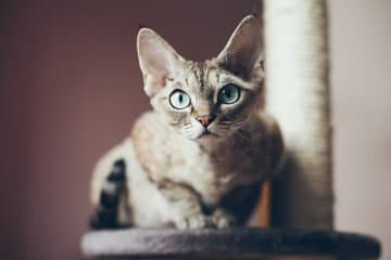 Devon Rex – povaha, vzhľad, starostlivosť, zdravie