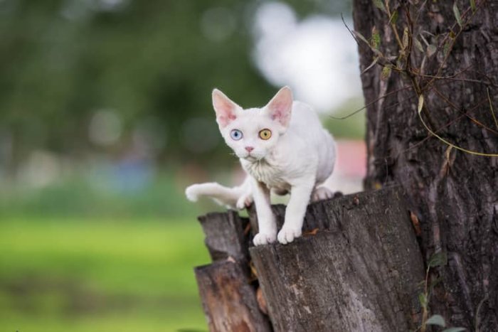 Devon rex vzhľad