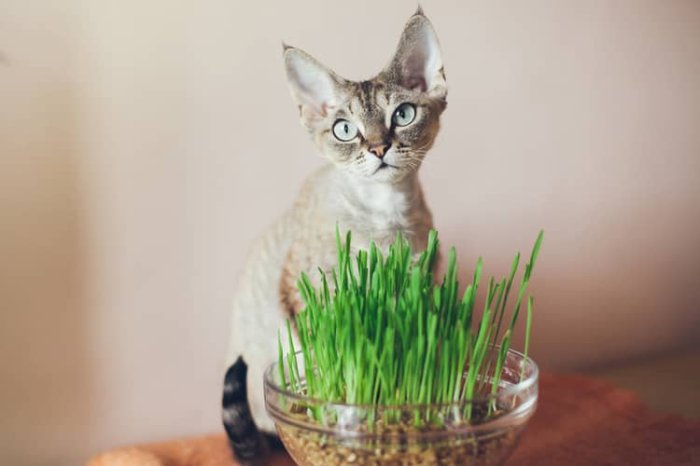 Devon rex zdravie