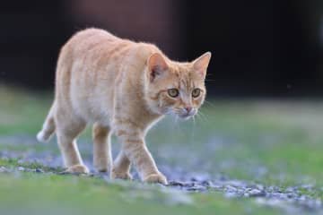 Mačka domáca – povaha, vzhľad, starostlivosť, zdravie