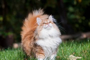 Nórska lesná mačka – povaha, vzhľad, starostlivosť, zdravie