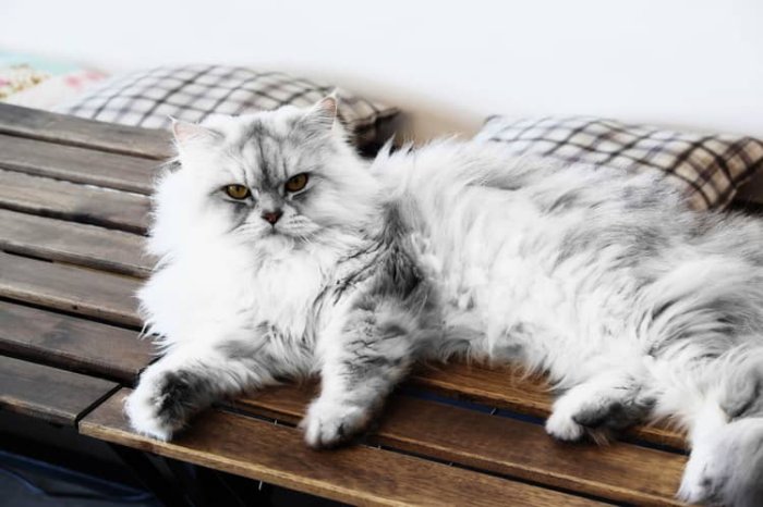 Perzská mačka vzhľad