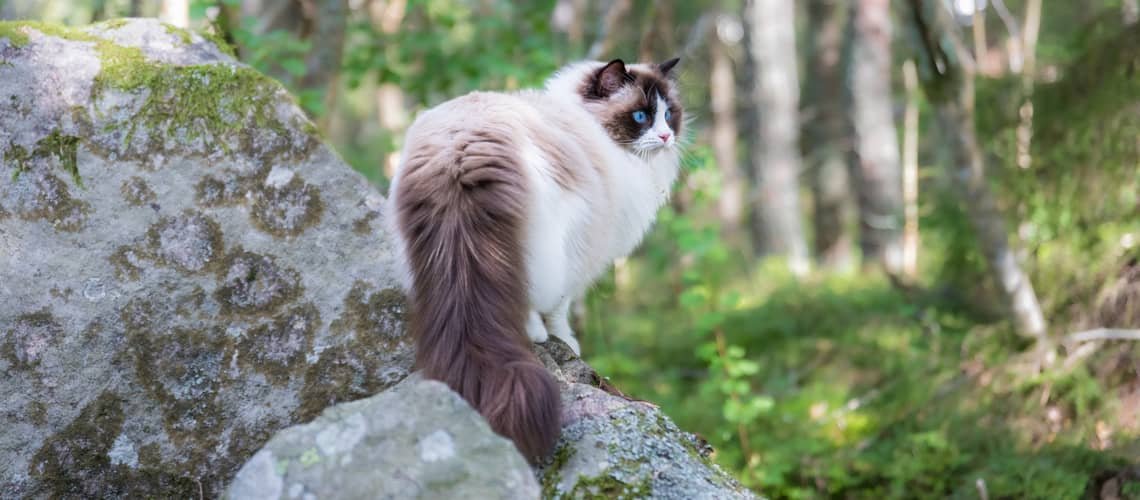 Ragdoll