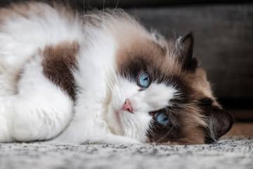 Ragdoll