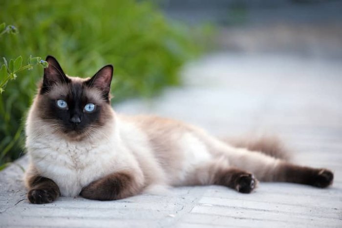Siamska mačka vzhľad