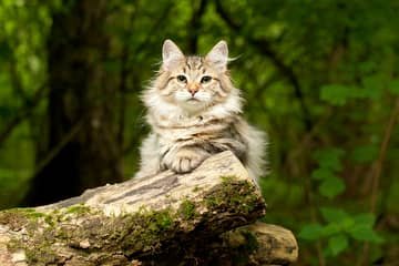 Sibírska mačka – povaha, vzhľad, starostlivosť, zdravie