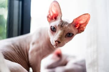 Sphynx (Sfinx) – mačka bez srsti. Kanadský a Donský 