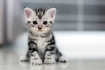 Vývoj mačiatka: kedy mačiatka otvárajú oči, kedy odstaviť mačiatko, kedy je mačka dospelá?