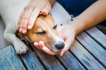 Poznáte päť najčastejších chorôb psov?