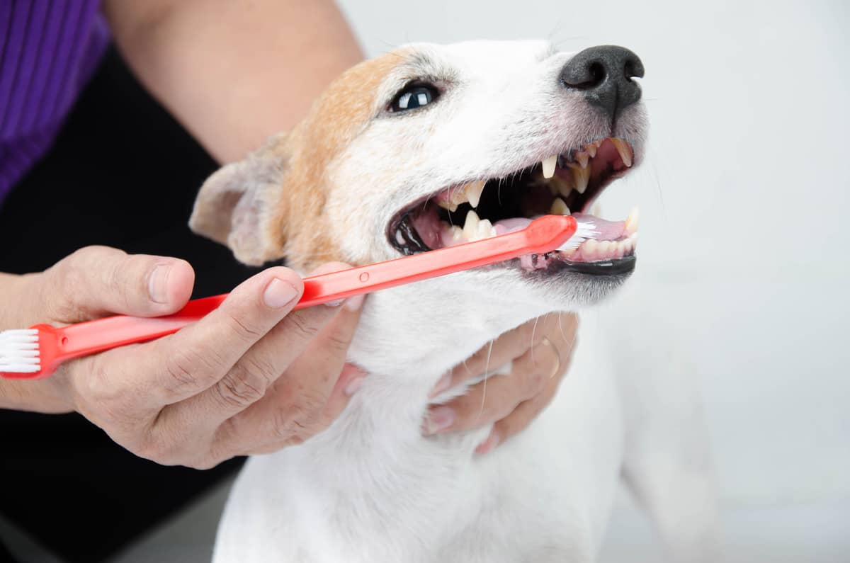 Pes a čistenie zubov