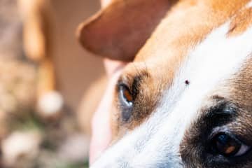 Babezióza u psov – príznaky, inkubačná doba a liečba. Je možný prenos na človeka?