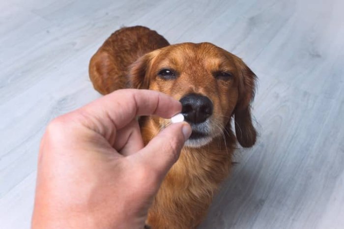Pankreatitída u psa – liečba antibiotikami