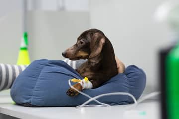 Parvoviróza – parvovírus u psa: inkubačná doba, príznaky, následky, prenos na človeka. Ako dlho trvá liečba?