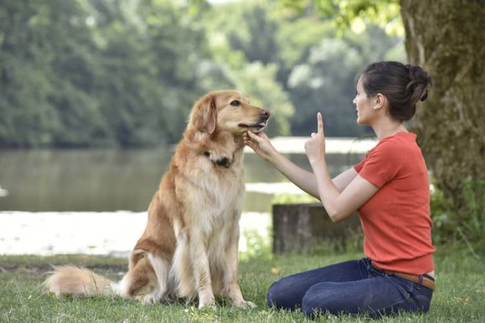 Liečba separačnej úzkosti u psa – výchova