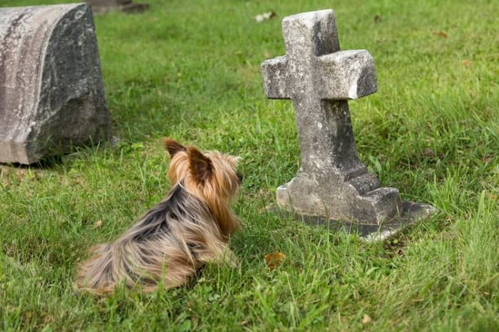 Cintorín pre psov