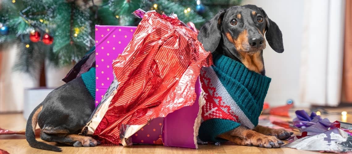 Darček pre psa na Vianoce
